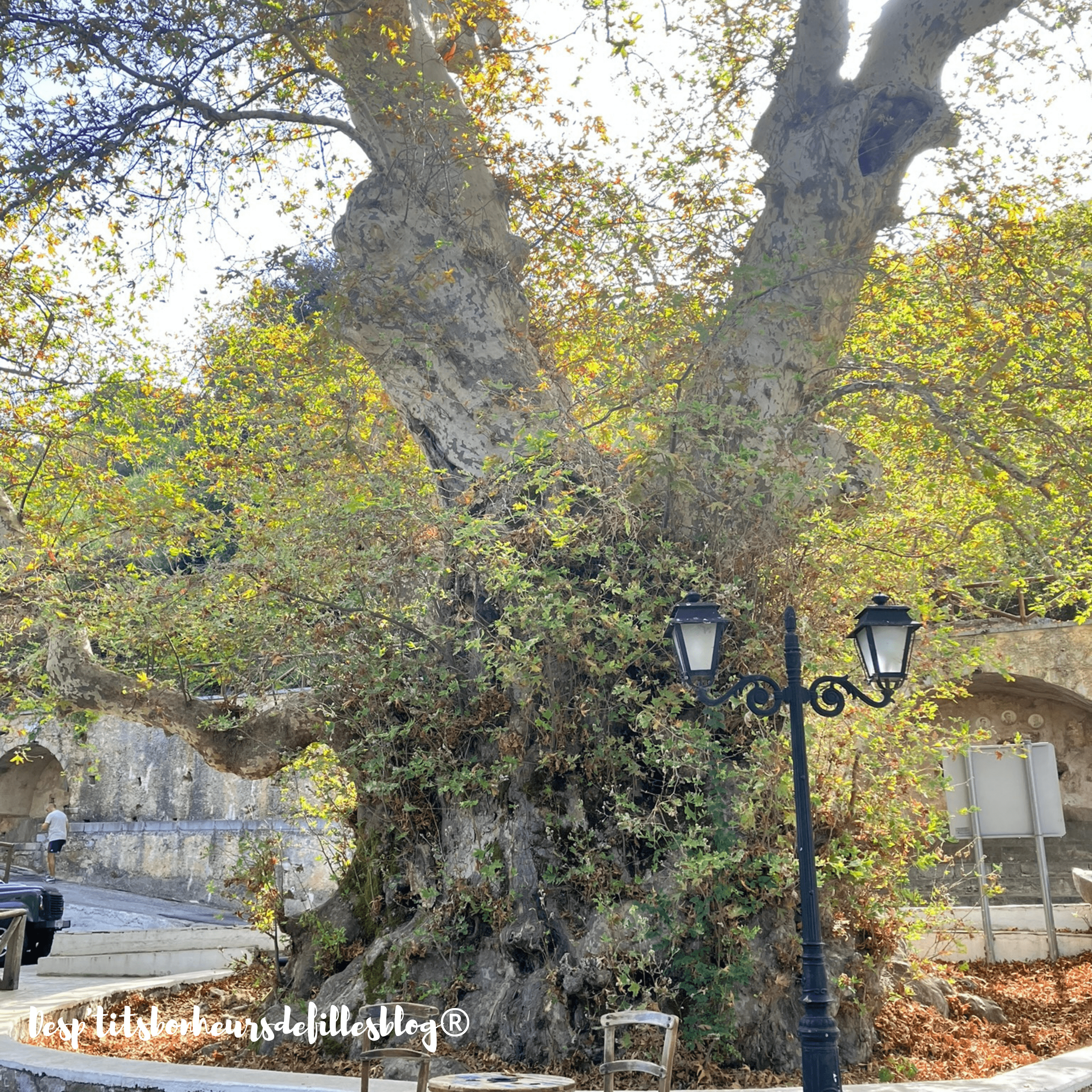 plus vieil arbre crete