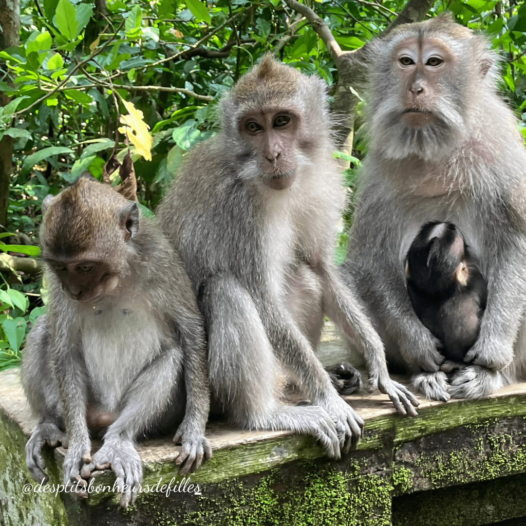 ou voir les singes a Bali