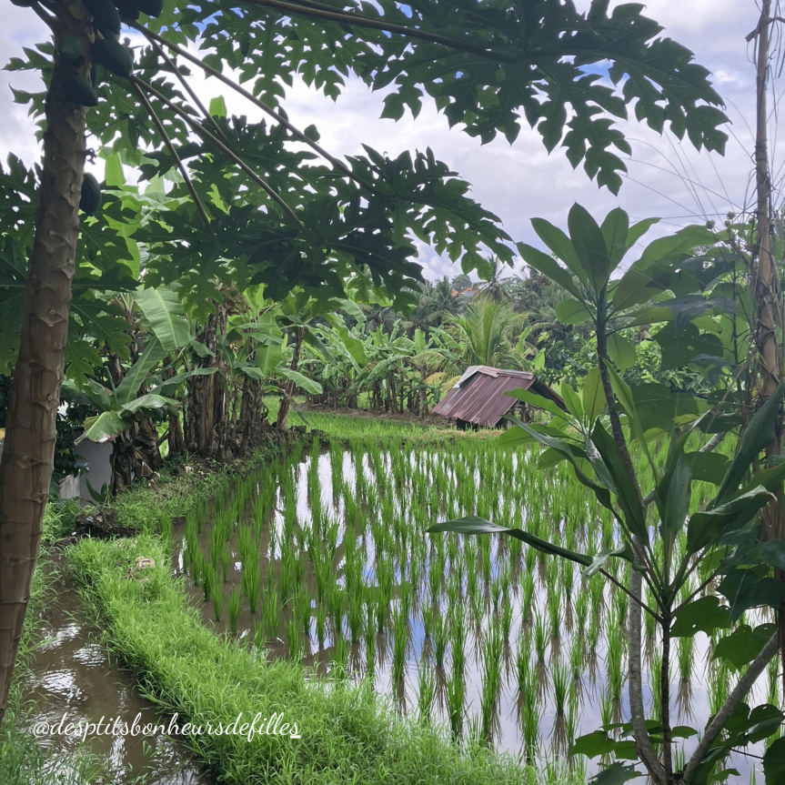 rizières à Ubud Bali